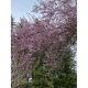 Tally-Ho Plum Blossom